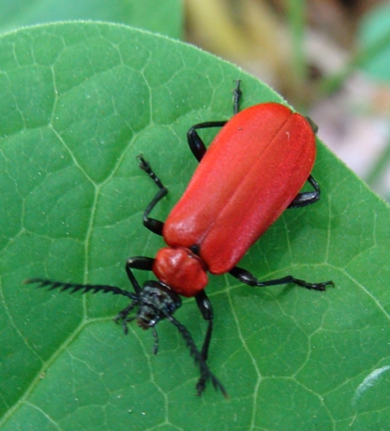 Pyrochroa coccinea?
